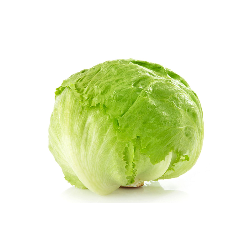 Laitue Iceberg